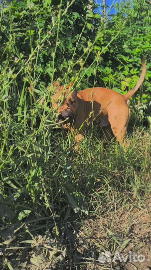 Стаффордширский терьер (вязка)