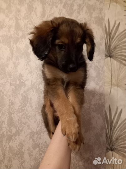 Щенок в добрые руки бесплатно