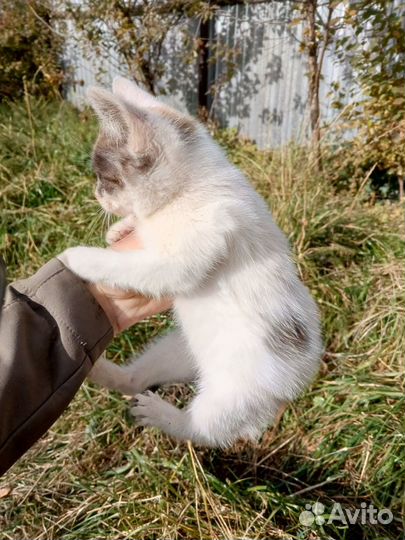 Котята отдам бесплатно