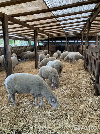 Бараны Ярки Овцематки Мериноланд
