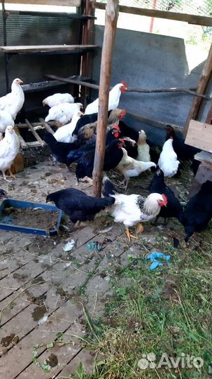 Цыплята от суточных до 4х мес.и куры несушки