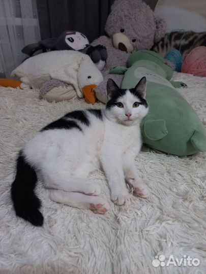 Молоденький котик