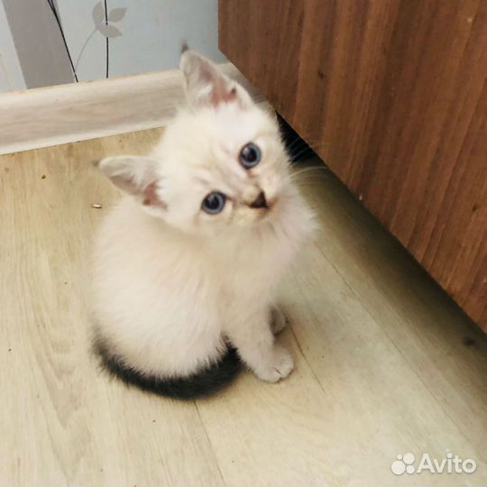 Котята шотландские