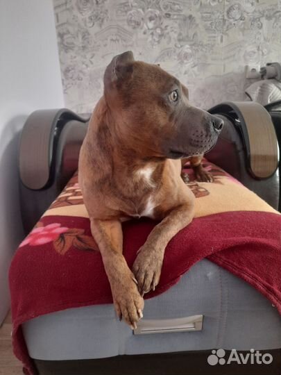 Амстафф вязка