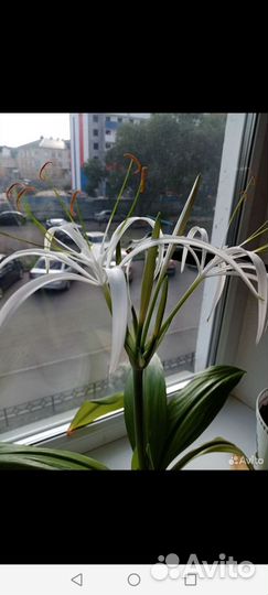 Гименокаллис