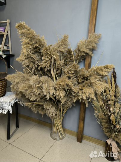 Пампасная трава