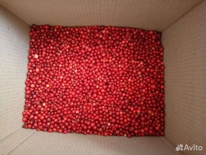 Клюква, брусника