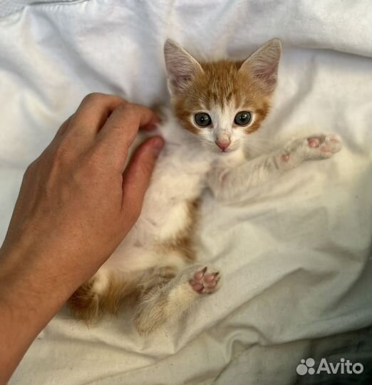 Котенок девочка в добрые руки