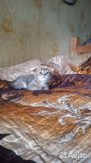 Вислоухие котята