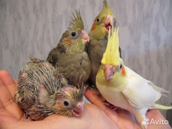 Корелла птенец