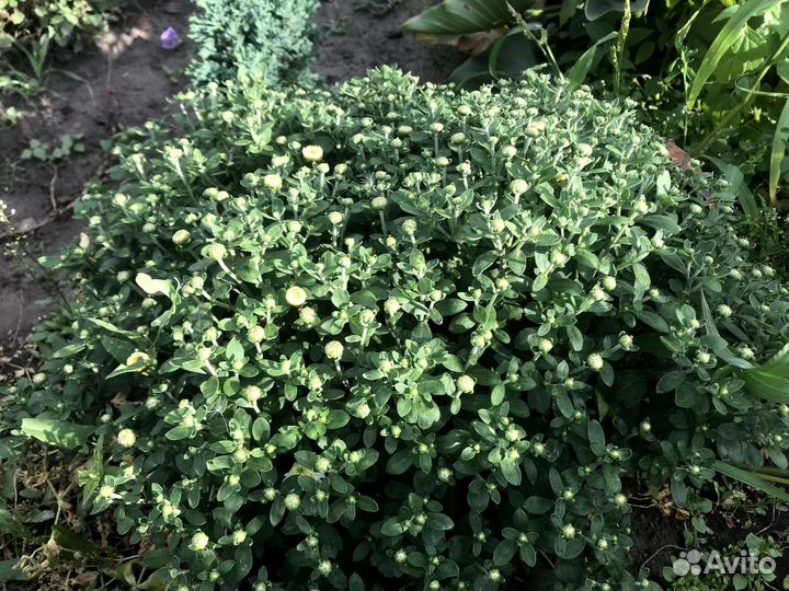 Хризантемы мультифлора