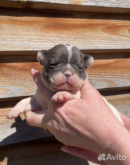 Французский бульдог