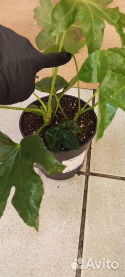 Фатсия японская