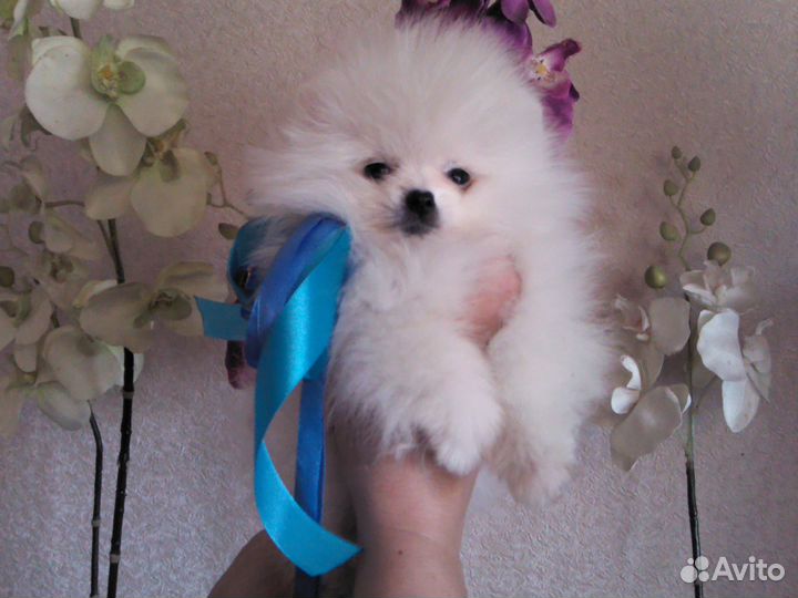 Я, (померанец) белый, приехал из Калуги для вязок