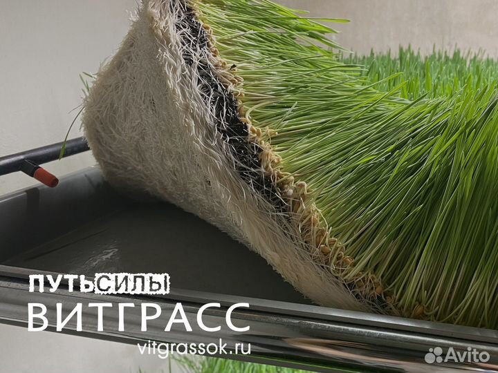 Витграсс - сок из ростков Пшеницы