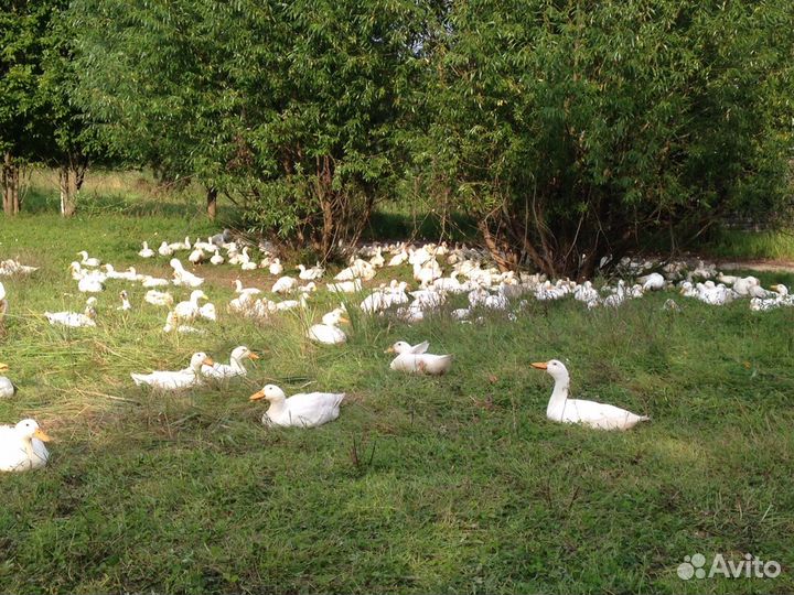 Гусята суточные и старше 2024 опт/розница