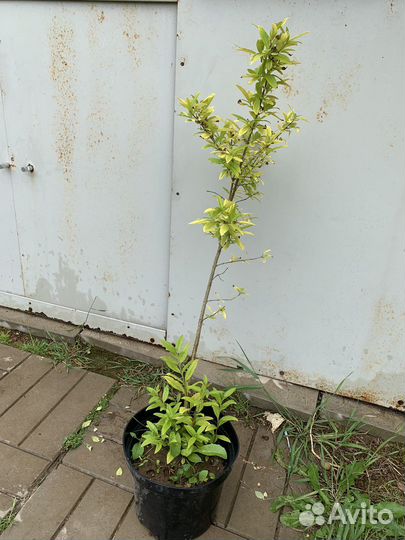 Бирючина аурея кустарники для сада