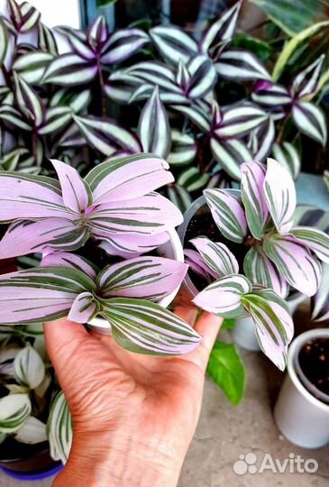 Традесканция Pink hill