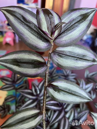 Коммелиновые (традесканция и другие) часть 2