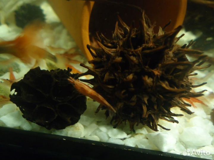 Креветки, сомики, гуппи, шишки