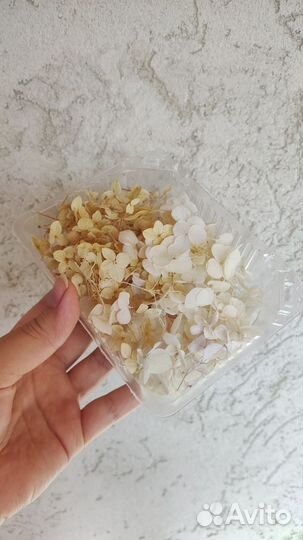 Гортензия сухоцвет для творчества