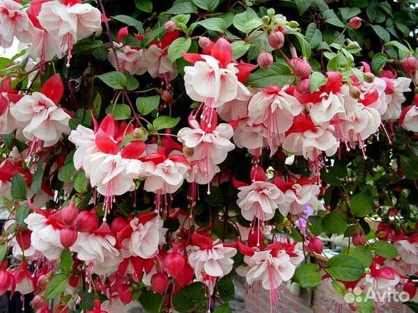 Пеларгония,Фуксия из коллекции, подробно в тексте