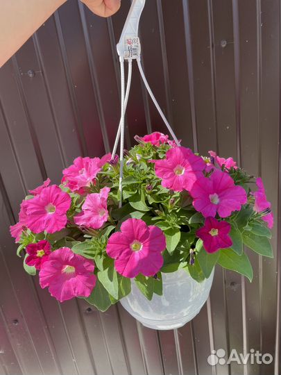 Петунии ампельные