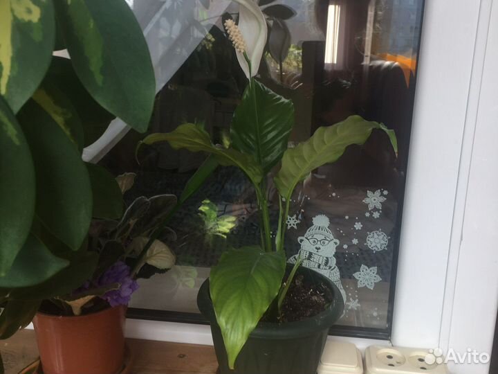 Молочай и спатифиллум