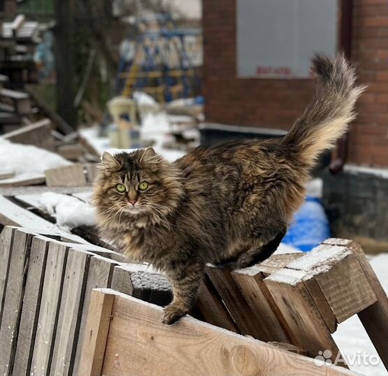 Кошка Подружка ищет дом