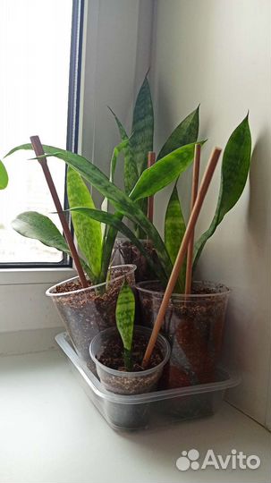 Сансевиерия щучий хвост