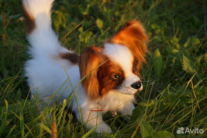 Щенок Папильон (игрушка интерьерная реалистичная)