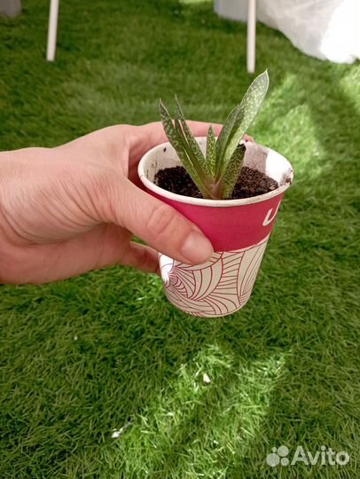 Суккуленты хавортия