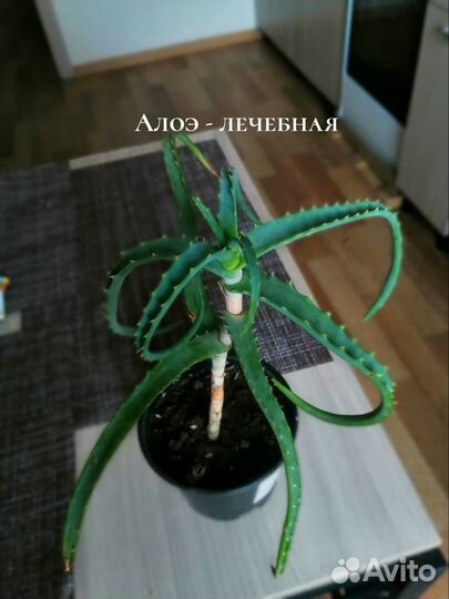 Комнатные домашние растения