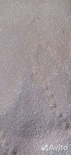 Зерно пшеница урожай 2023