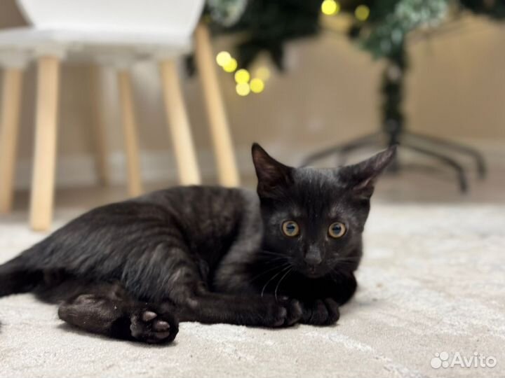 Подарю кошку 4 месяца