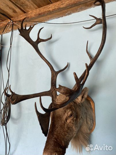 Рога оленя, голова оленя