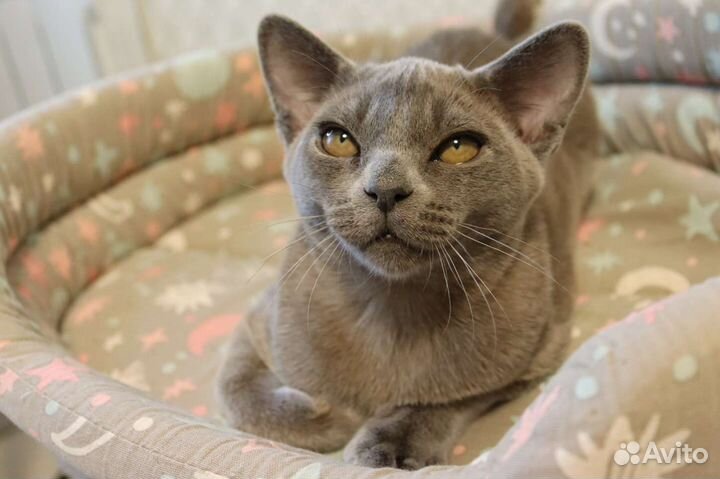 Бурманские котята питомник