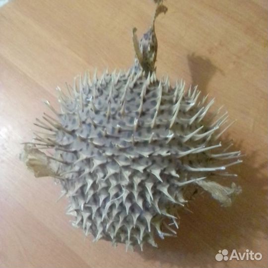 Чучело рыба фугу