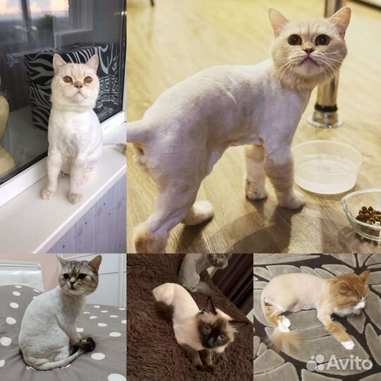 Стрижка кошек, экспресс-линька