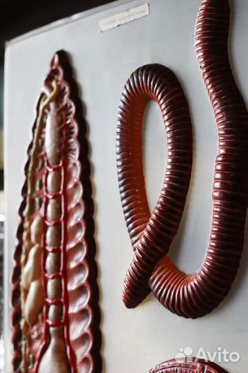 Пособие строение дождевого червя СССР