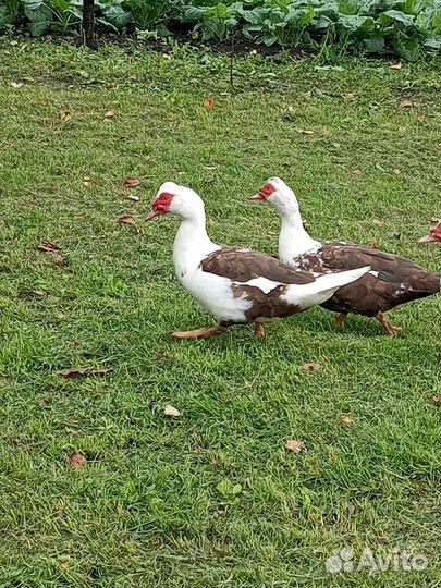 Продам селезней индоутки