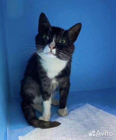 Кот Филип не хочет на улицу