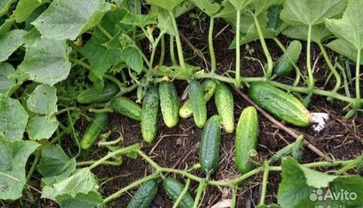 Семена Огурцов 50-х годов СССР