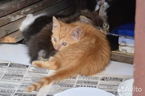 Рыжий полосатый котенок в добрые руки