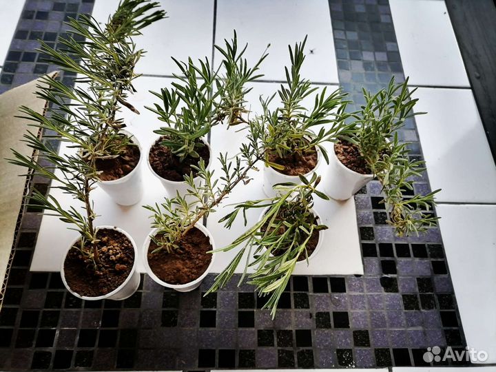 Рассада лаванды