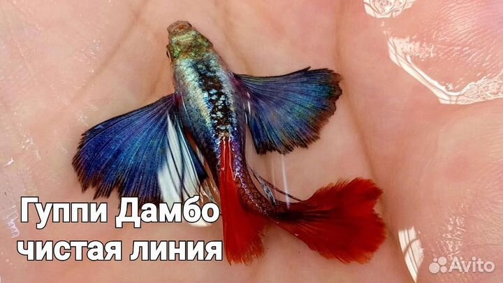 Гуппи Дамбо (Dambo Red Tail) Слоновьи уши