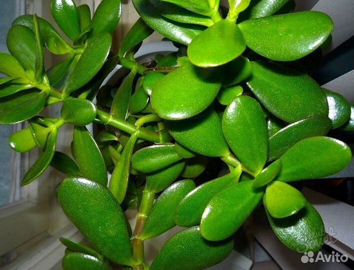 Денежное дерево