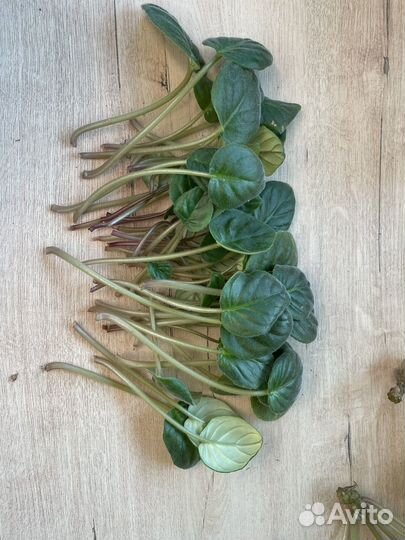 Фиалка сортовая ле -Кудрявый хмель