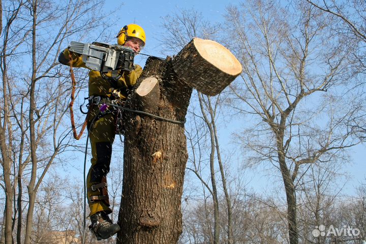 Спил и вывоз деревьев