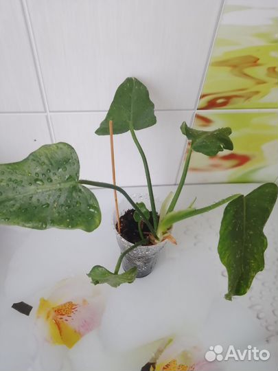 Филодендрон